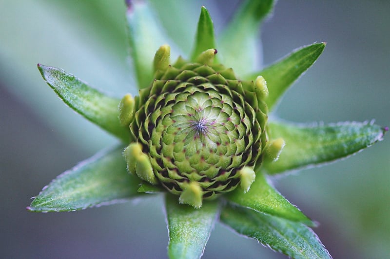 Seasonal Planting Ideas