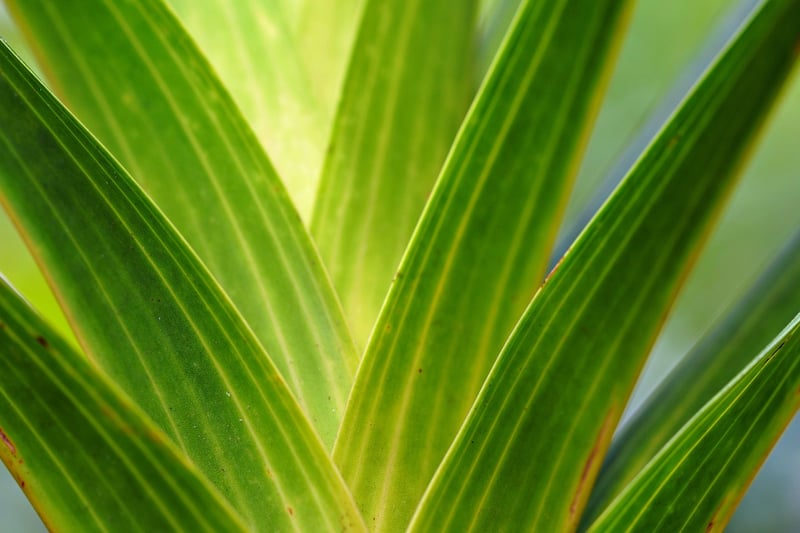 Healthy plant