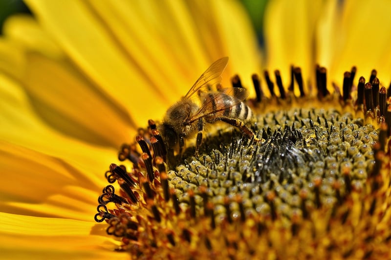 Pollinator-Friendly Garden
