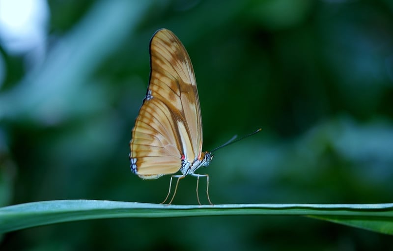 Insects on plants