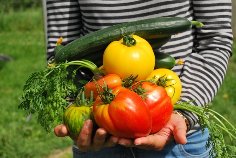 Sustainable Vegetable Garden